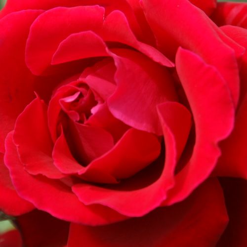 Magazinul de Trandafiri - trandafir teahibrid - roșu - Rosa új termék - trandafir cu parfum intens - Marie-Louise (Louisette) Meilland - ,-
